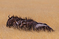 Nap