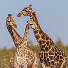 giraffes