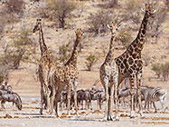 giraffes