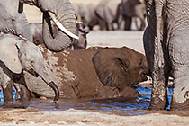 elephants