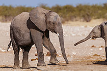 elephants