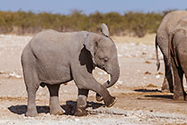 elephants
