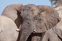elephants