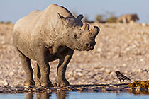 white rhino