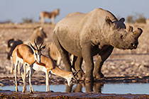 Springboks & Rhino