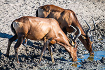 red hartebeests