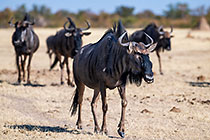 wildebeests