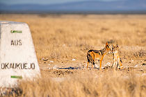 jackals
