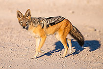 jackal