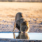 lion