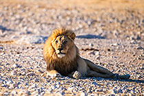lion