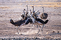 ostriches