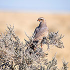 pale chanting goshawk