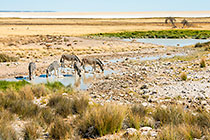 game at Charitsaub fontein