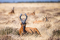 red hartebeests