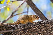 tree rat