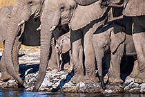 elephants