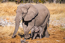 baby elephant