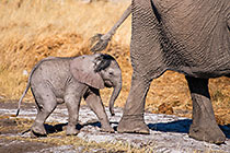 baby elephant