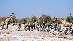 zebras