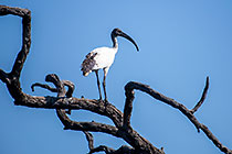 ibis on dead tree