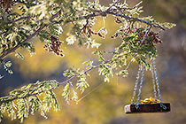bird feeder in tree