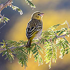 village weaver bird in tree