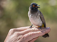 african red-eye bulbul bird sitting on Paul's hand