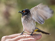 african red-eye bulbul bird sitting on Paul's hand