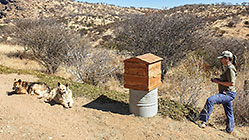 Lisa with Sheba & Zara dogs next to beehive