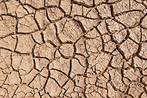 cracked mud