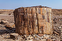 petrified