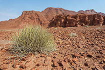 euphorbia