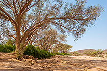 ana trees
