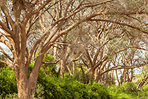 ana trees