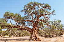 ratatiné