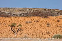 sdesert