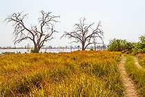 marsh