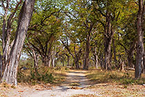 mopani forest