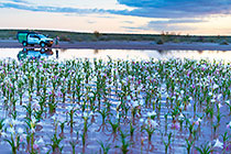 lilies