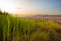 reeds