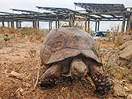 tortoise near solar panels