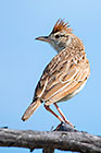 rufous-naped lark