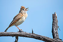 rufous-naped lark