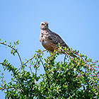 pale-chanting goshawk
