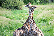 giraffes