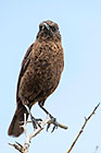 ant-eating chat