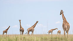 giraffes
