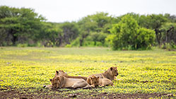 lions at Chudop waterhole