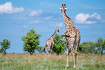 giraffes